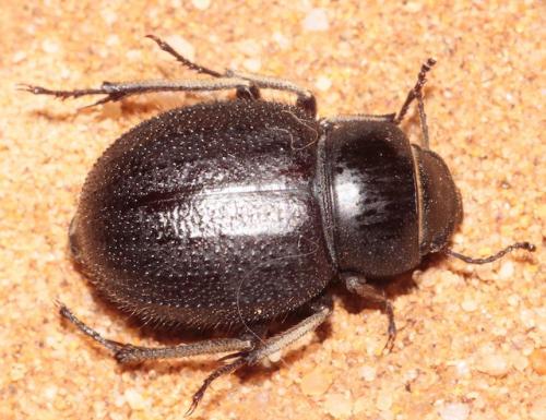 Pimelia discicollis ciliativentris